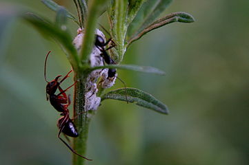 Some species of ants "farm" aphids, protecting them on the plants they eat