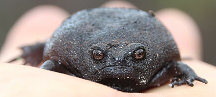 Front view of black rain frog