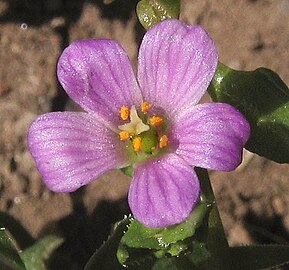 Calandrinia breweri