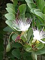 Capparis spinosa