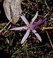 Colchicum bulbocodium close-up