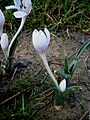 Colchicum hungaricum close-up