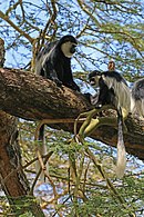 C. g. matschiei with juvenile At the Lake Naivasha in Kenya