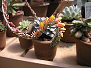 Echeveria secunda (Crassulaceae)