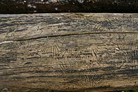 Bark beetle galleries on a dead American elm