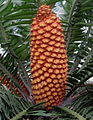 cones