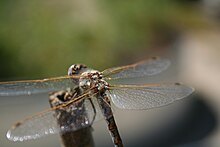 An up close view of where the wings connect to the thorax of a female variegated meadowhawk.