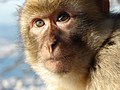 Gibraltar Barbary Macaques