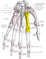 Palmer view of the left hand (second metacarpal shown in yellow).