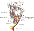 The ophthalmic artery and its branches.