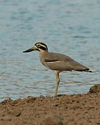 Great stone-curlew or great thick-knee From Bharathapuzha river, Thrithala, Palakkad district Kerala state India