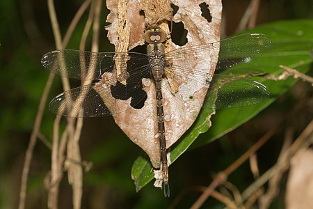Gynacantha dravida female