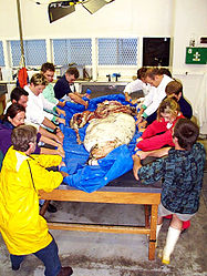 (?/?/1999) A dozen people attempting to move the carcass, which weighed in excess of 200 kg (440 lb)