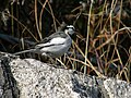 Motacilla alba lugensハクセキレイ