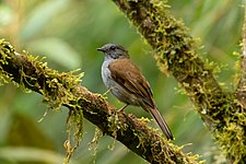 Andean solitaire