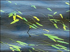 Nuphar sagittifolia, leaves sagittate