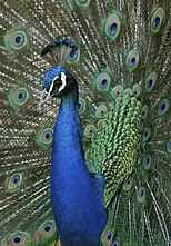 Close-up photo of peacock showing the head and neck, and the elaborately patterned flared tail feathers