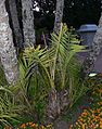Senegal Date Palm (Phoenix reclinata)