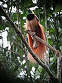 Image 23The raggiana bird-of-paradise is native to New Guinea. (from New Guinea)