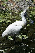 Royal-(or-Black-Billed)-Spoonbill-2,-Vic,-3.1.2008