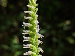 Spiranthes ovalis var. erostellata