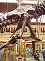 Tyrannosaurus rex (right pelvis)