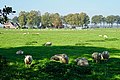 Sheep near Nij Beets