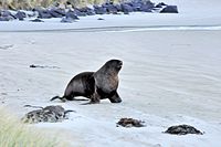 A sea lion on the beach of Otago Peninsula, New Zealand