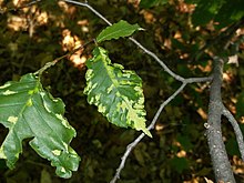 Leaves of Fagus grandifolia exhibiting galls caused by the mite Acalitus ferrugineum