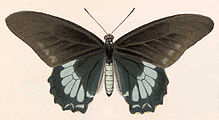 Illustration of B. l. iopas from Biologia Centrali-Americana-Insecta, Vol III Plate 65. Publ. in 1881