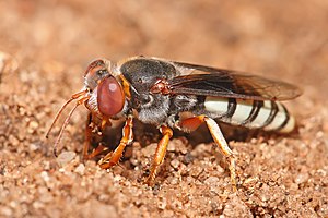 Bembix sp sand wasp