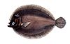 Eyed flounder