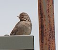 California Towhee (Melozone crissalis) - Featured on: California towhee, Monthly Wiki Education Foundation Report