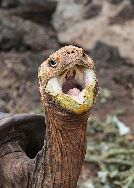图为塞罗阿苏尔象龟（Chelonoidis vicina），摄于厄瓜多尔加拉巴戈斯国家公园内圣克鲁兹岛上的达尔文研究中心。