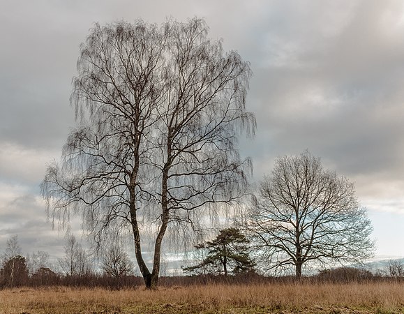 图为分离的垂枝桦(Betula pendula)，摄于荷兰弗里斯兰省Delleboersterheide自然保护区。