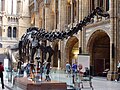 Diplodocus