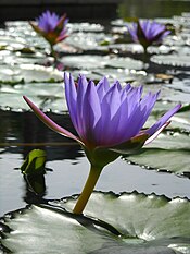 that wetlands can remove toxins from industrial discharges?