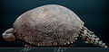 The glyptodont †Glyptotherium