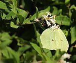 on Ligustrum tschonoskii, Mount Ibuki, Shiga prefecture, Japan.