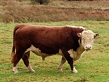 A white-faced red bull in a field