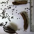 Dried, ruptured fruits of H. isora (with centimetre scale)