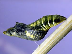 Pupa