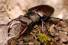 European stag beetle (Lucanus cervus)