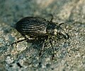 New Zealand speargrass weevil Lyperobius huttoni