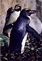 Macaroni Penguin Eudyptes chrysolophus