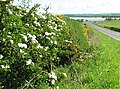 Wildflowers near Munnoch Reservoir on the B780.