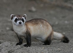 Black-footed ferret, the “American polecat”