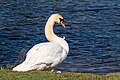 Mute swan guarding its cygnets (the latter are out of the picture)