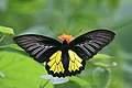 Southern Birdwing