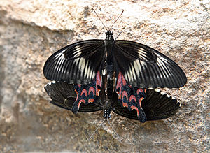 Papilio polytes, mating.